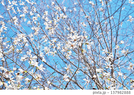 白いコブシの花(春、三月) 白いコブシの花(春、三月) 137982888