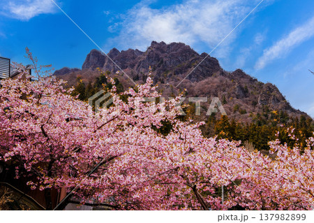桜咲く岩山の風景 桜咲く岩山の風景 137982899