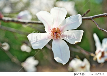 白いコブシの花(春、三月) 白いコブシの花(春、三月) 137982904