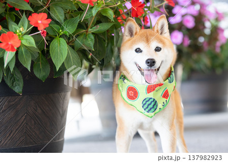 お花背景に柴犬　可愛い柴犬　柴犬茜 137982923