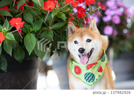 お花背景に柴犬 可愛い柴犬 柴犬茜 お花背景に柴犬 可愛い柴犬 柴犬茜 137982926