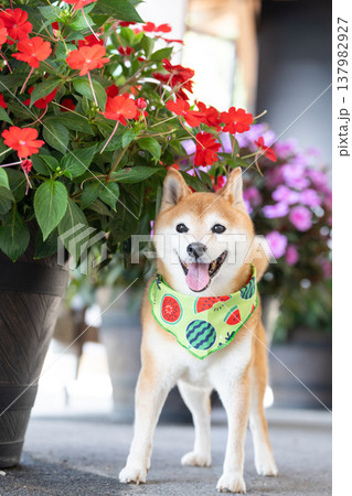 お花背景に柴犬 可愛い柴犬 柴犬茜 お花背景に柴犬 可愛い柴犬 柴犬茜 137982927