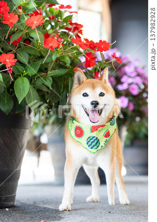 お花背景に柴犬　可愛い柴犬　柴犬茜 137982928