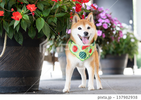 お花背景に柴犬　可愛い柴犬　柴犬茜 137982938