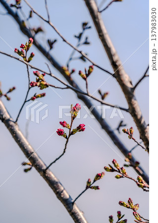 咲き始めた桜のつぼみ 137983030