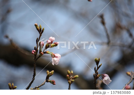 咲き始めた桜 137983080