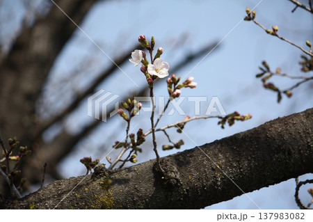 咲き始めた桜 137983082