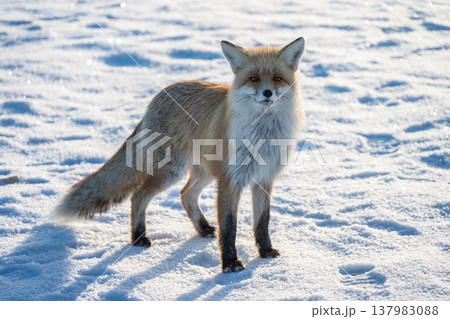 A red fox was spotted on the ice surface of lake Baikal, Russia. Known for their adaptability, they are often photographed hunting or scavenging on the lake's ice during winter. A red fox was spotted on the ice surface of lake Baikal, Russia. Known for their adaptability, they are often photographed hunting or scavenging on the lake's ice during winter. 137983088
