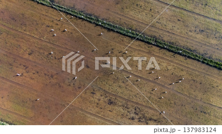 High angle view of Egret birds finding something to eat in agriculture field in rural Thailand. High angle view of Egret birds finding something to eat in agriculture field in rural Thailand. 137983124