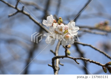 咲き始めた梅の花 咲き始めた梅の花 137983131