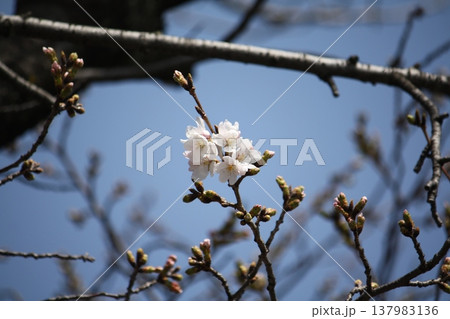 咲き始めた梅の花 137983136