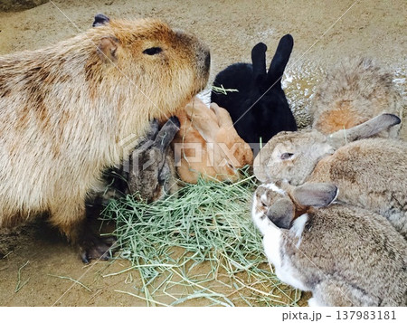 カピバラとうさぎたちが仲良く寄り添い、乾草を食べる平和なひととき カピバラとうさぎたちが仲良く寄り添い、乾草を食べる平和なひととき 137983181