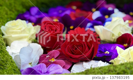 3月の花手水(薔薇・パンジー・バンダ)〈菅生神社/愛知県岡崎市〉 137983195