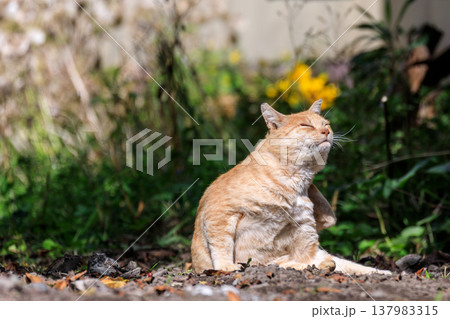 北海道洞爺湖町、日向ぼっこする野良猫【9月】 137983315