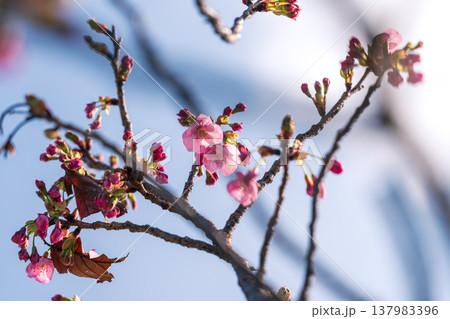 咲き始めた桜 咲き始めた桜 137983396