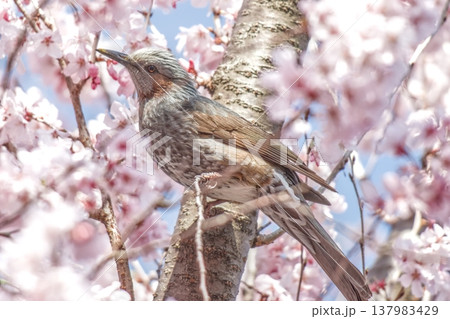 満開の桜の中に佇むヒヨドリ 137983429