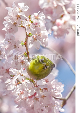 満開の桜の枝に止まり、こちらを向くメジロの縦位置ショット 137983431