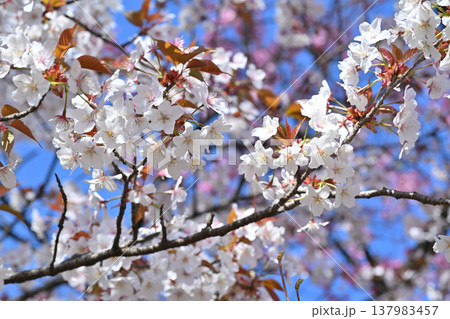 満開の桜　アカヤシオの丘　赤城麓　群馬県前橋市　　　　 137983457