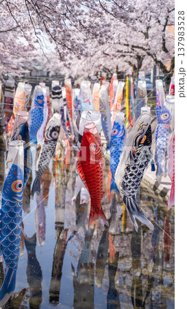 桜舞う川と鯉のぼり 137983528