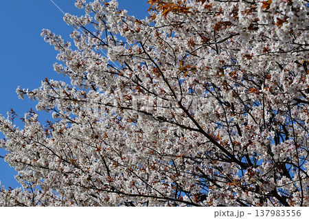 満開の桜 アカヤシオの丘 赤城麓 群馬県前橋市 満開の桜 アカヤシオの丘 赤城麓 群馬県前橋市 137983556