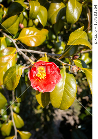 Red camellia flower close up with green leaves Red camellia flower close up with green leaves 137983564