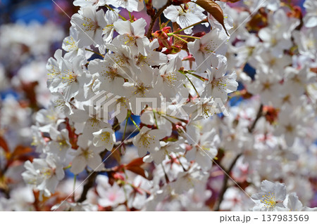 満開の桜 アカヤシオの丘 赤城麓 群馬県前橋市 満開の桜 アカヤシオの丘 赤城麓 群馬県前橋市 137983569
