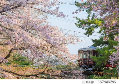 桜満開の夙川上流緑道を駆ける阪急電車 137983793