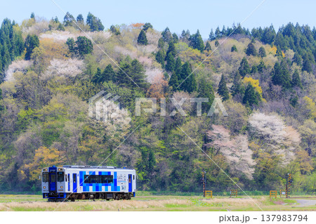 桜を背景に遮断機の無い小さな踏切を渡った由利高原鉄道の単行気動車 137983794