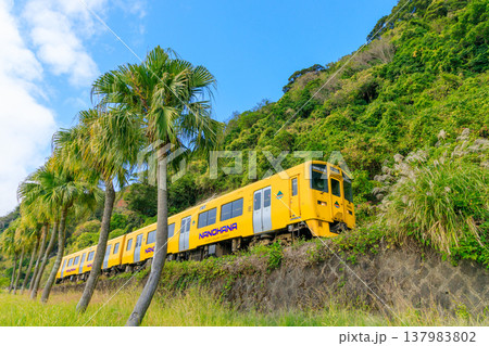 棕櫚の樹が立ち並ぶ国道脇の築堤を走る指宿枕崎線・菜の花号 137983802