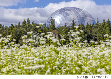 福井県立恐竜博物館と満開のそば畑 福井県ならではの秋の風景 137983819