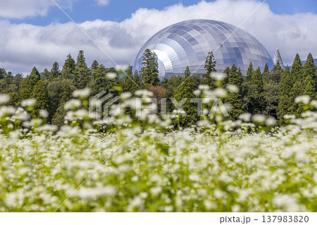 福井県立恐竜博物館と満開のそば畑 福井県ならではの秋の風景 137983820