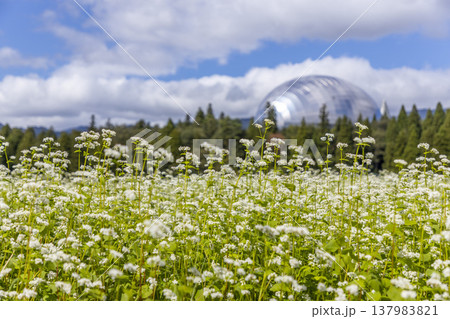 福井県立恐竜博物館と満開のそば畑 福井県ならではの秋の風景 137983821