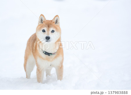 雪の中で遊ぶ柴犬　雪背景に柴犬　白色背景に柴犬　可愛い柴犬　柴犬茜 137983888