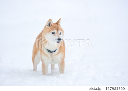 雪の中で遊ぶ柴犬 雪背景に柴犬 白色背景に柴犬 可愛い柴犬 柴犬茜 雪の中で遊ぶ柴犬 雪背景に柴犬 白色背景に柴犬 可愛い柴犬 柴犬茜 137983890