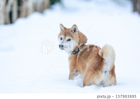 雪の中で遊ぶ柴犬　雪背景に柴犬　白色背景に柴犬　可愛い柴犬　柴犬茜 137983895