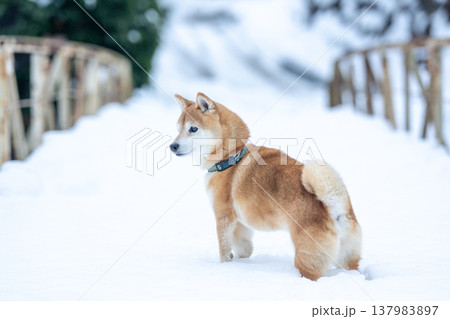 雪の中で遊ぶ柴犬 雪背景に柴犬 白色背景に柴犬 可愛い柴犬 柴犬茜 雪の中で遊ぶ柴犬 雪背景に柴犬 白色背景に柴犬 可愛い柴犬 柴犬茜 137983897