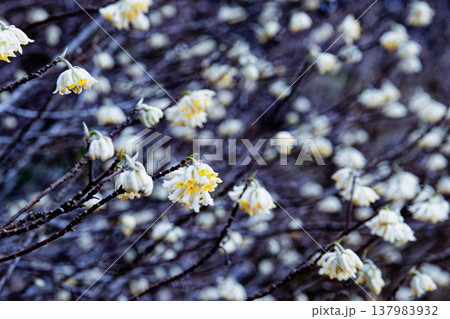 ミツマタの花 137983932