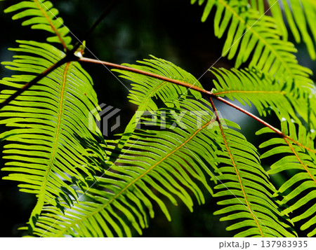 羊歯植物　ウラジロ科コシダ群生 137983935