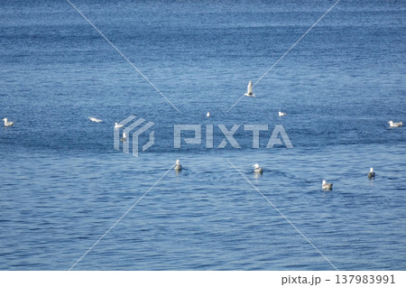 横須賀港海面の飛び立つカモメ 横須賀港海面の飛び立つカモメ 137983991