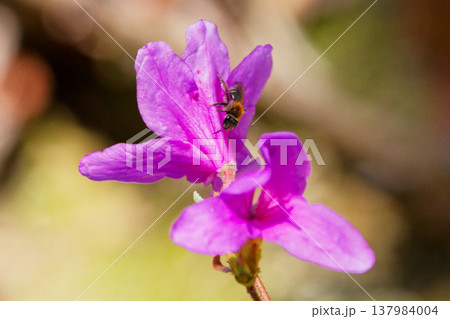 春を彩る花 ツツジ科コバノミツバツツジ 春を彩る花 ツツジ科コバノミツバツツジ 137984004
