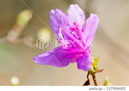 春を彩る花 ツツジ科コバノミツバツツジ 春を彩る花 ツツジ科コバノミツバツツジ 137984005