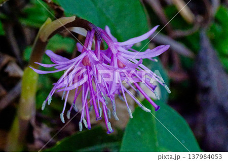ショウジョウバカマ開花 137984053