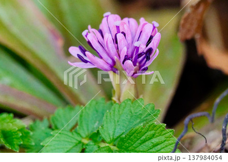 ショウジョウバカマ開花 137984054