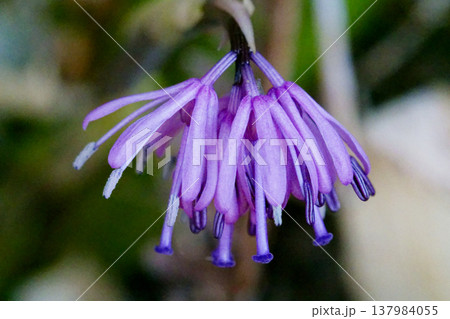 ショウジョウバカマ開花 137984055