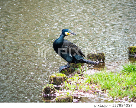 弘前城の堀に居るカワウ(a cormorant in the moat of Hirosaki) 弘前城の堀に居るカワウ(a cormorant in the moat of Hirosaki) 137984057