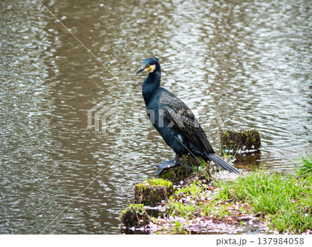 弘前城の堀に居るカワウ(a cormorant in the moat of Hirosaki) 弘前城の堀に居るカワウ(a cormorant in the moat of Hirosaki) 137984058