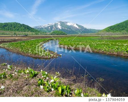 至仏山と湿原、水芭蕉(Mt. Shibutsu, the wetlands, and skunk) 至仏山と湿原、水芭蕉(Mt. Shibutsu, the wetlands, and skunk) 137984059