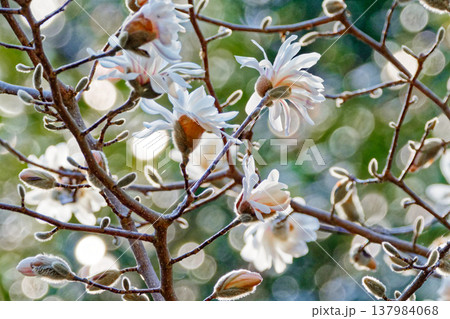 日本固有種モクレン科シデコブシの開花 日本固有種モクレン科シデコブシの開花 137984068