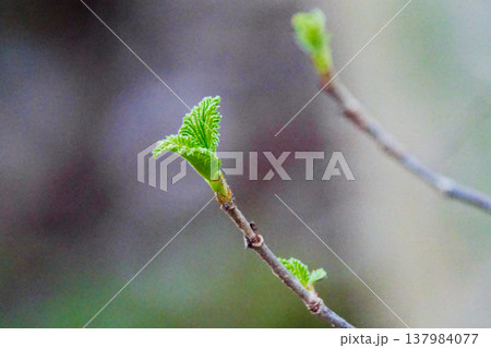 ガマズミ科ガマズミ属の落葉低木ガマズミの新葉 ガマズミ科ガマズミ属の落葉低木ガマズミの新葉 137984077
