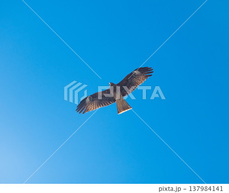鳶(Milvus migrans) 137984141